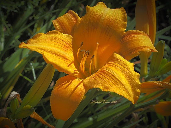 Beautiful Golden Day Lily by Richard Thomas Beautiful Golden Day Lily by Richard Thomas